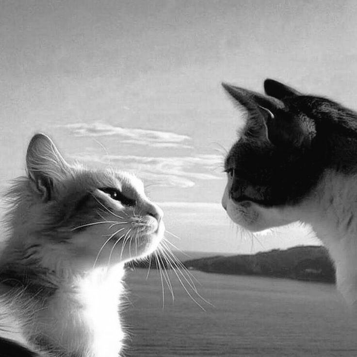 In your eyes 

🤍🖤