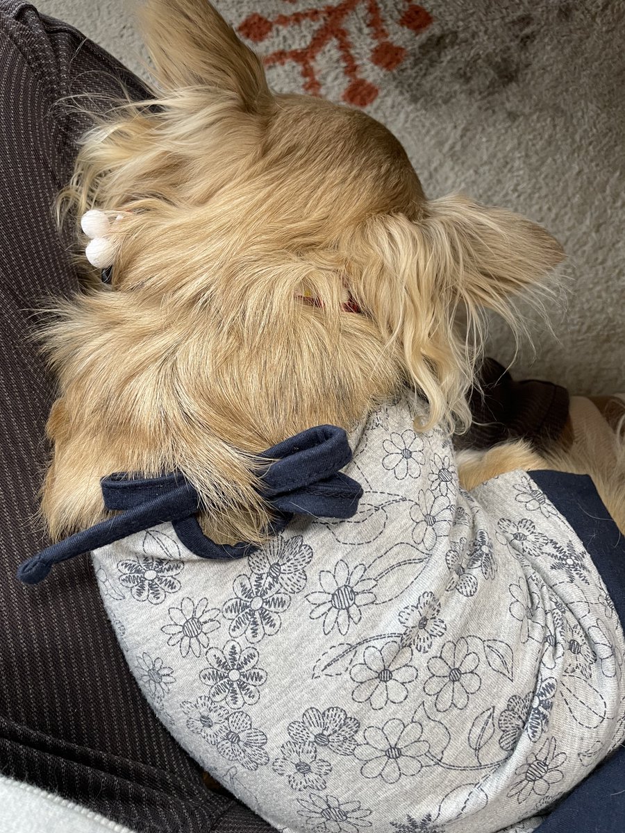 「実家の犬がちゃんと覚えててくれてあたしゃ嬉しいよ(足の上で寝てる) 」|りゅうら🦀絵仕事募集中のイラスト