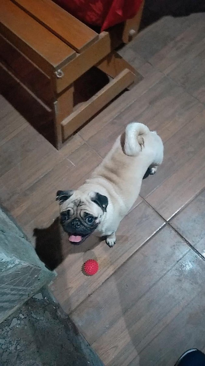 Respeitar os animais é uma obrigação, amá-los é um privilégio.