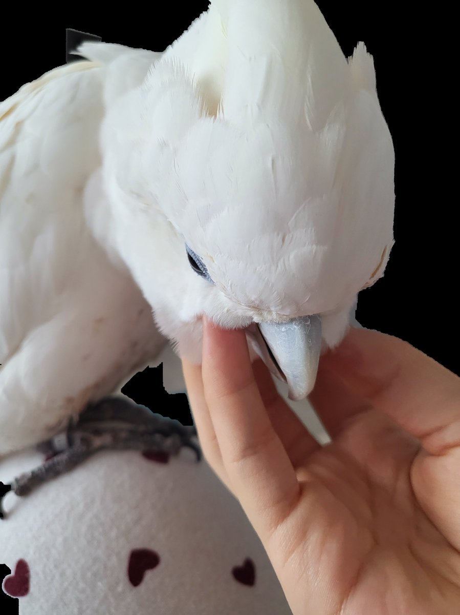 새해아침 옥동티비