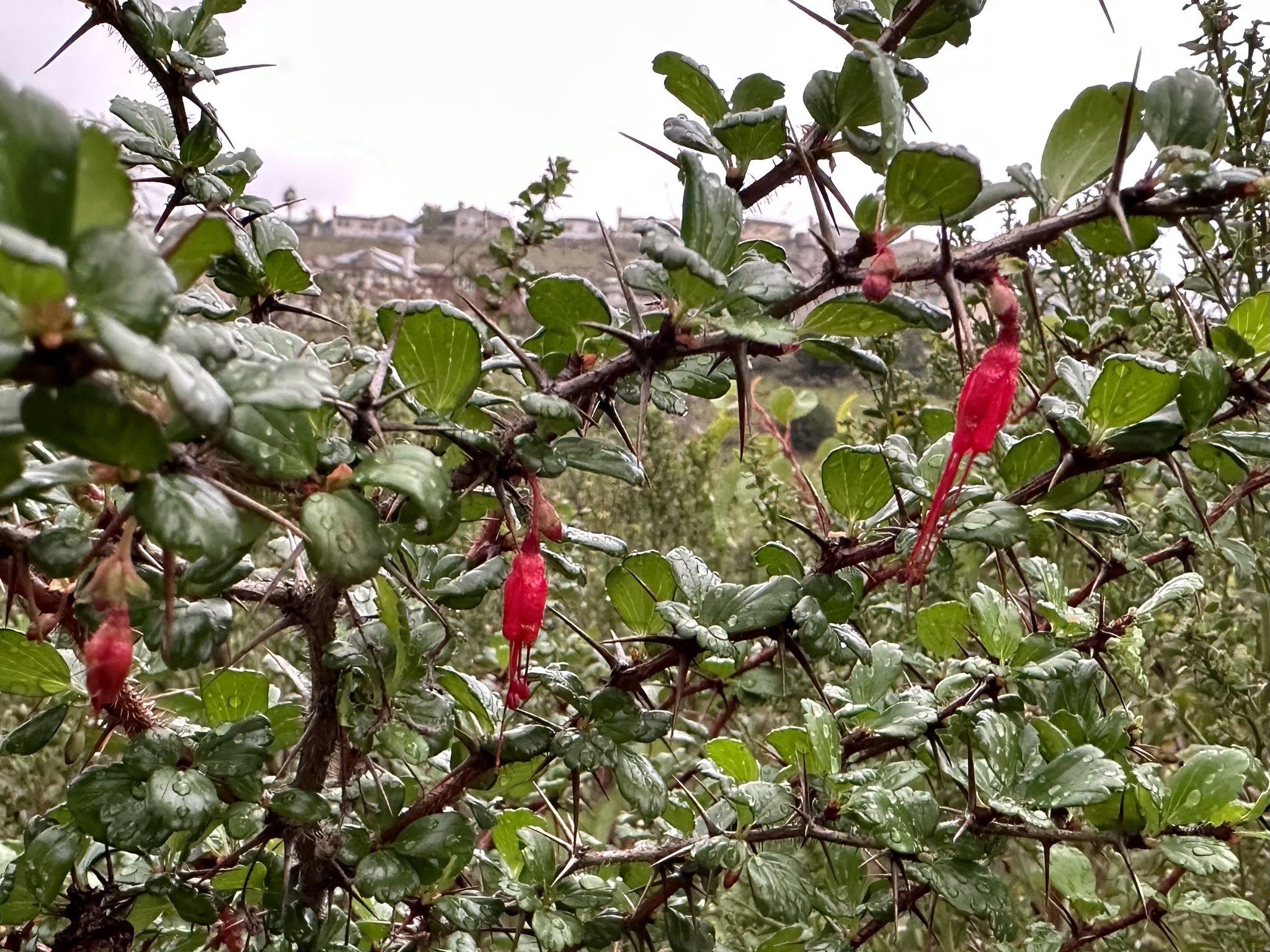 方舟子 on Twitter "今日所见野花：金钟花醋栗(fuchsia flower gooseberry)、阿罗约柳(arroyo