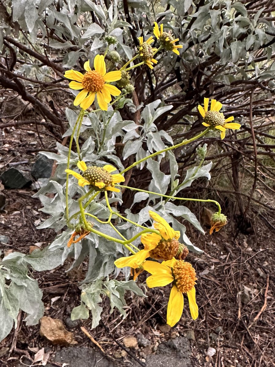 scienceinmind10 on Twitter "RT fangshimin 今日所见野花：金钟花醋栗(fuchsia