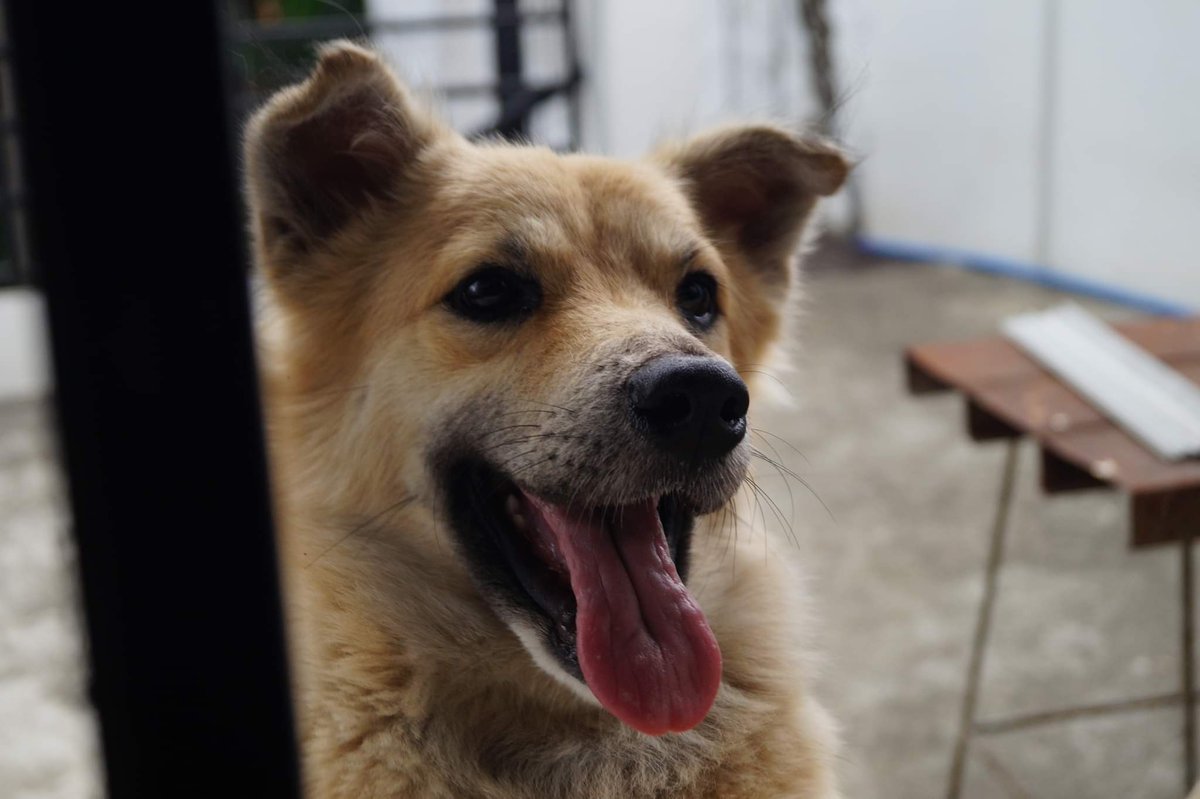 mimialacart's tweet photo. MISSING DOG

Name: Cobi
Breed: Aspin
Last found: around 2am, Alfa Mart Poblacion, Calumpit, Bulacan

Physical description:
Brown na may mix ng black and grey yung fur nya and kulay white sa underside. Mukha syang may suot na eyeliner. https://t.co/qKv4qQCiAG