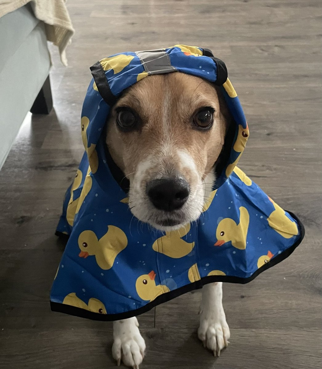 SilversableTV's tweet photo. + here’s a pic of Benji in the raincoat he got for Christmas for those missing him, he is doing well 💛 happy new years everyone https://t.co/3phWT2gpce