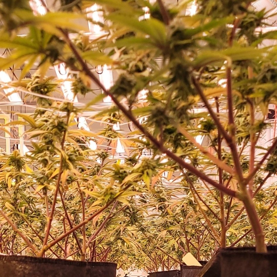 CanCanServe's tweet image. #NewProfilePic