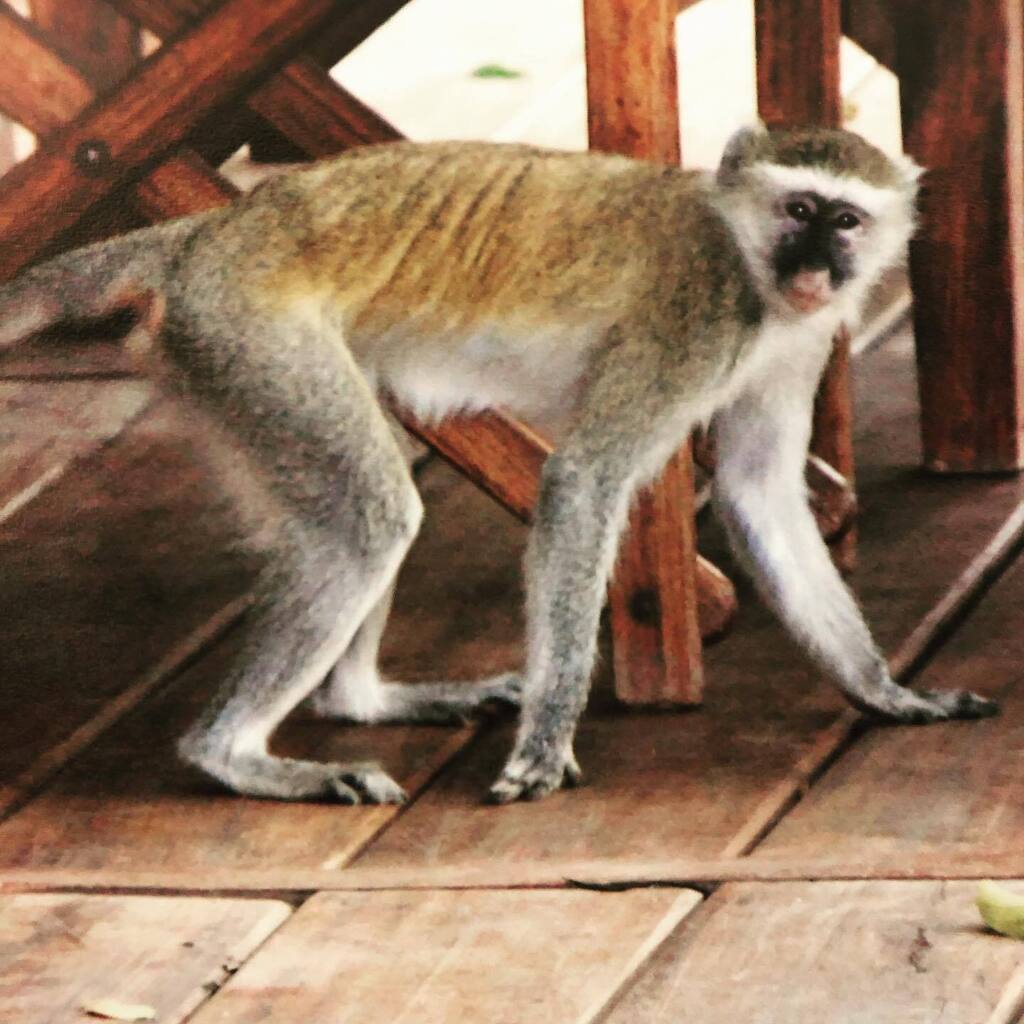 AuthorHerbert's tweet image. Monkey see, monkey do🙈🙉🙊 #peacecorpslife #zambianwildlife instagr.am/p/Cm5cq1-LuLk/