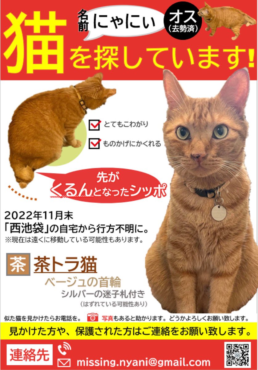 nyani_coco_iron's tweet photo. 🆘猫を探しています🆘

過去自宅から数km離れた場所で見つかった猫さんたちの事例もあります。
「こんなところに居るわけないだろう」と思わず、どうか似た猫を見かけたらご連絡をお願いします🙇🏻‍♀️

 #迷子猫  #迷い猫  #茶トラ  #豊島区 https://t.co/JAlBVjFxGa