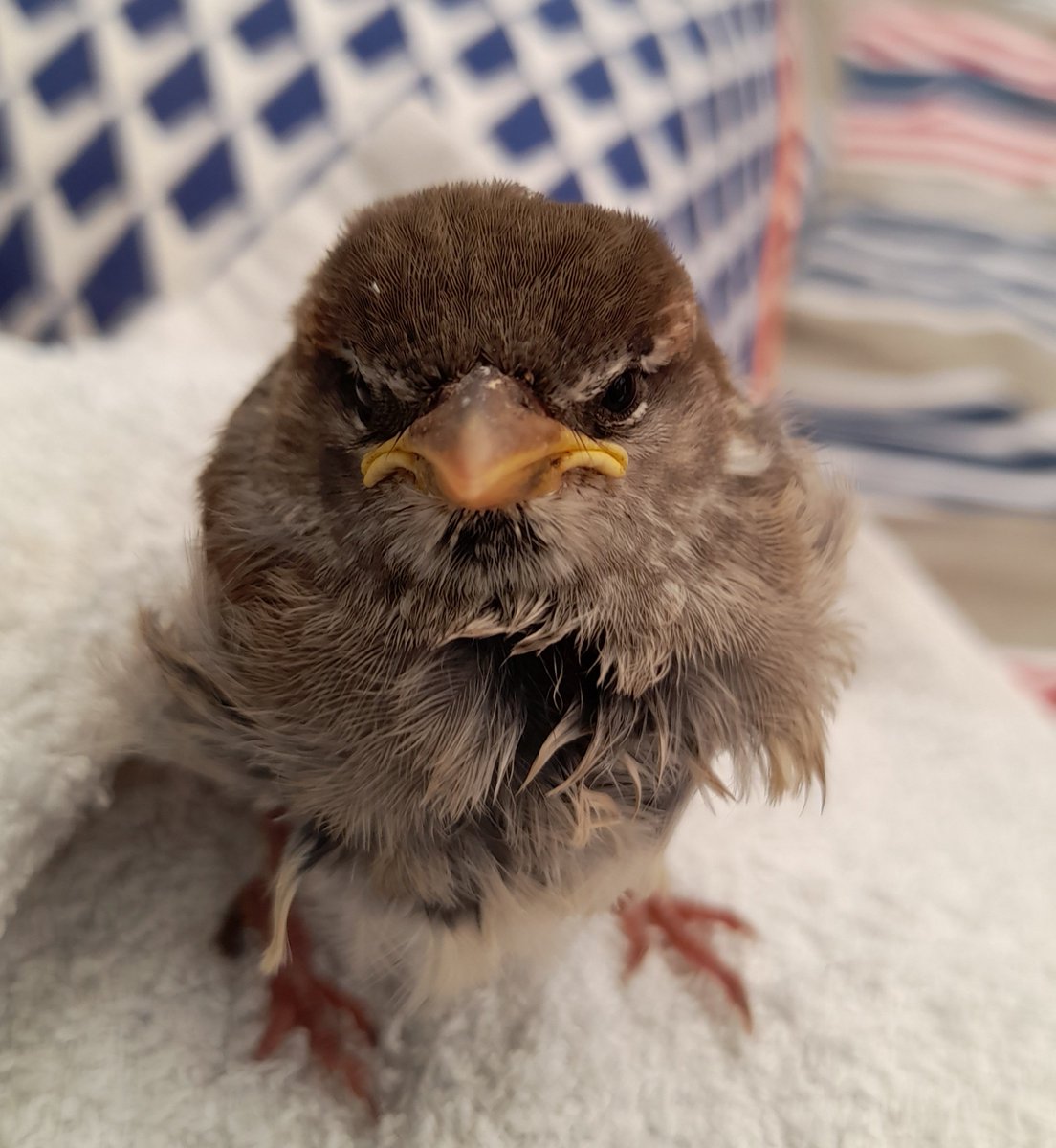 agvocate_au's tweet photo. Floundering in the trough.
Dried & sitting on a hot water bottle while Mr 19 chats to it.
It's just a Sparrow chick but today is not it's day to die.
#gettingsoft #birds https://t.co/k8X5jByPyR