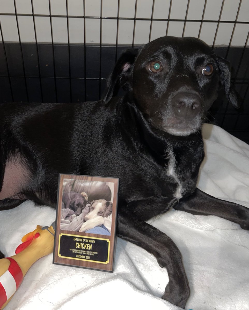 Jruss310's tweet photo. after a very close race with ry, it brings me great honor and happiness to announce that chicken has won the employee of the month for december of 2022

congratulations chicken; end of year stats are as follows:

ry: 5
chicky: 6
jarvy: 1
cane: 0

goodluck to all employees in 2023 https://t.co/4AU5dfzX6E