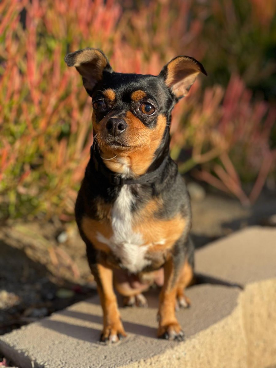 𝓁.♡ on Twitter "RT LADogsForYou I'm Bean, an adult male 