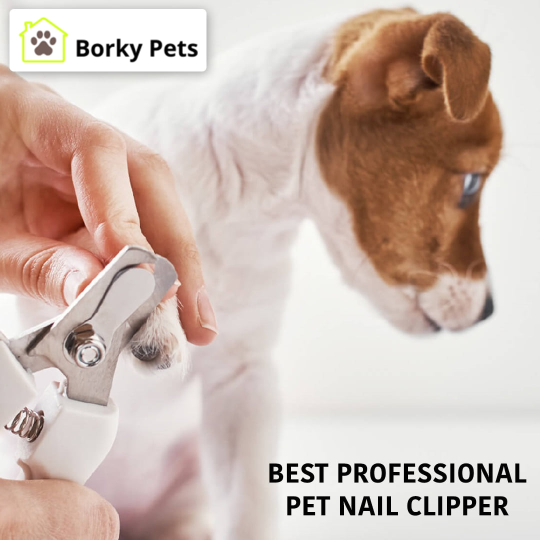 borkypets's tweet photo. The nail clippers for dogs last for an extended period, are easy to use, and help lower the scope of cutting quick. However, you should use a #dognailclipper carefully and correctly.

Buy Thunderpaws Professional-Grade Nail Clippers for Dogs👉https://t.co/wsbinc1rpl

#petcare https://t.co/87ghFSNe0K