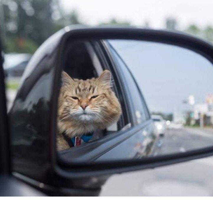 Yo rumbo al trabajo en un Uber de $400 para no perder el bono de puntualidad de $50.. #CosasDeAbcdarios ¯⁠\⁠_⁠(⁠ツ⁠)⁠_⁠/⁠¯