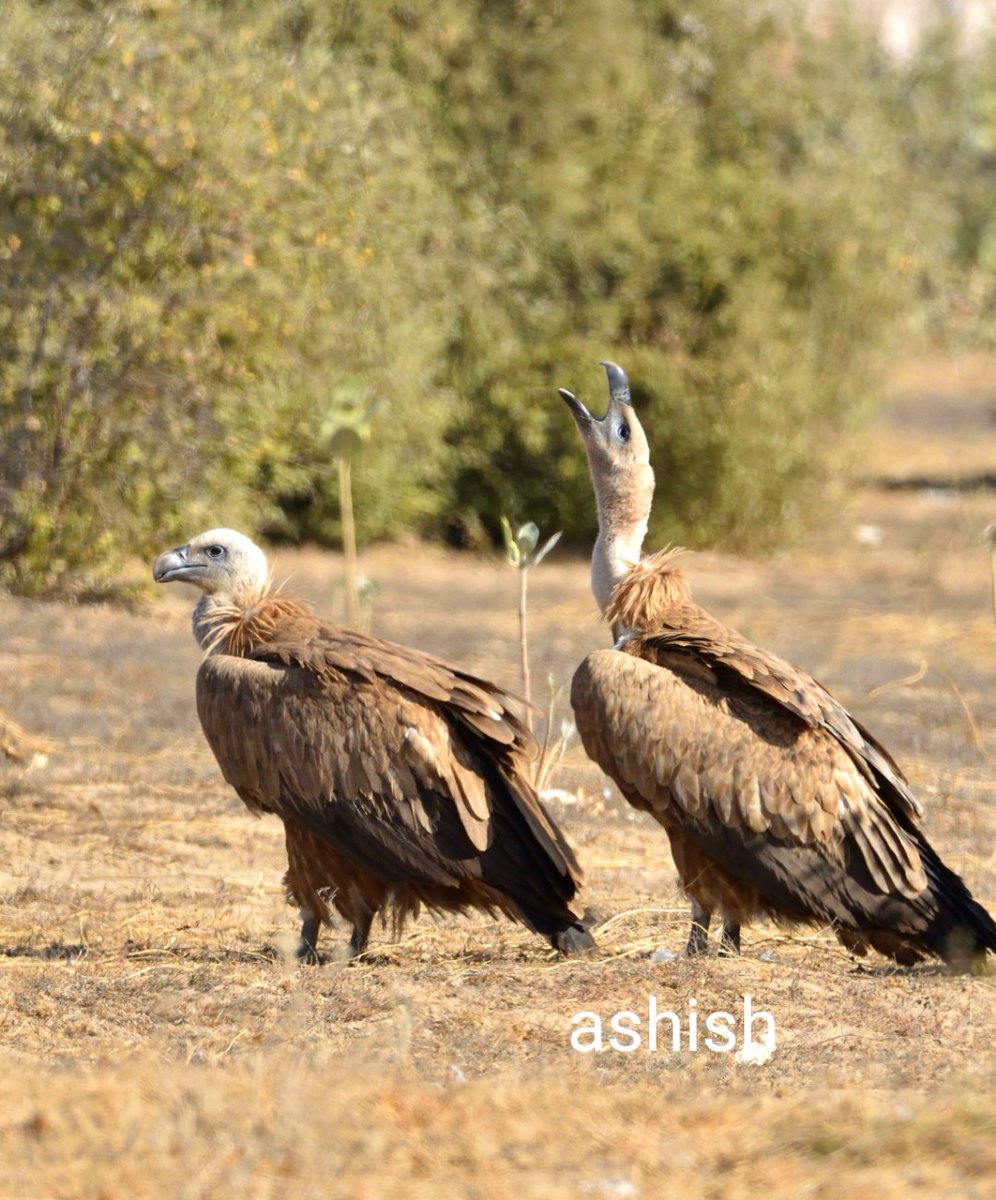 Holidays over... get back to the work... #IndiAves #birdwatching #BirdsSeenIn2022 #birdphotography