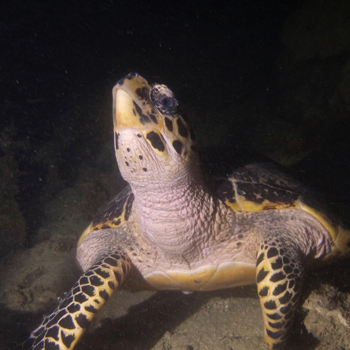 StephenBengSL's tweet photo. Here’s to keeping our heads up, and looking for better ways for brighter days!

Happy 2023!

#ForOcean #ocean #biodiversity #conservation #SGbiodiversity https://t.co/Plf0ATXEPp