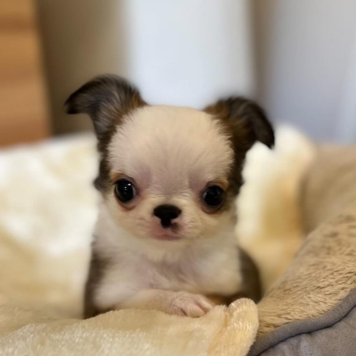 #chihuahua #puppy #dog 
https://t.co/EInDXFRCRl https://t.co/WgyuBlrbku