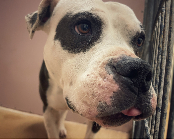 AdoptCCAnimals's tweet photo. #Dog #Loretta_CCSTCA_04 Waiting patiently for my treat. My volunteers love me.❤️ https://t.co/JdINLTMSb3 https://t.co/R69YnMGGC2