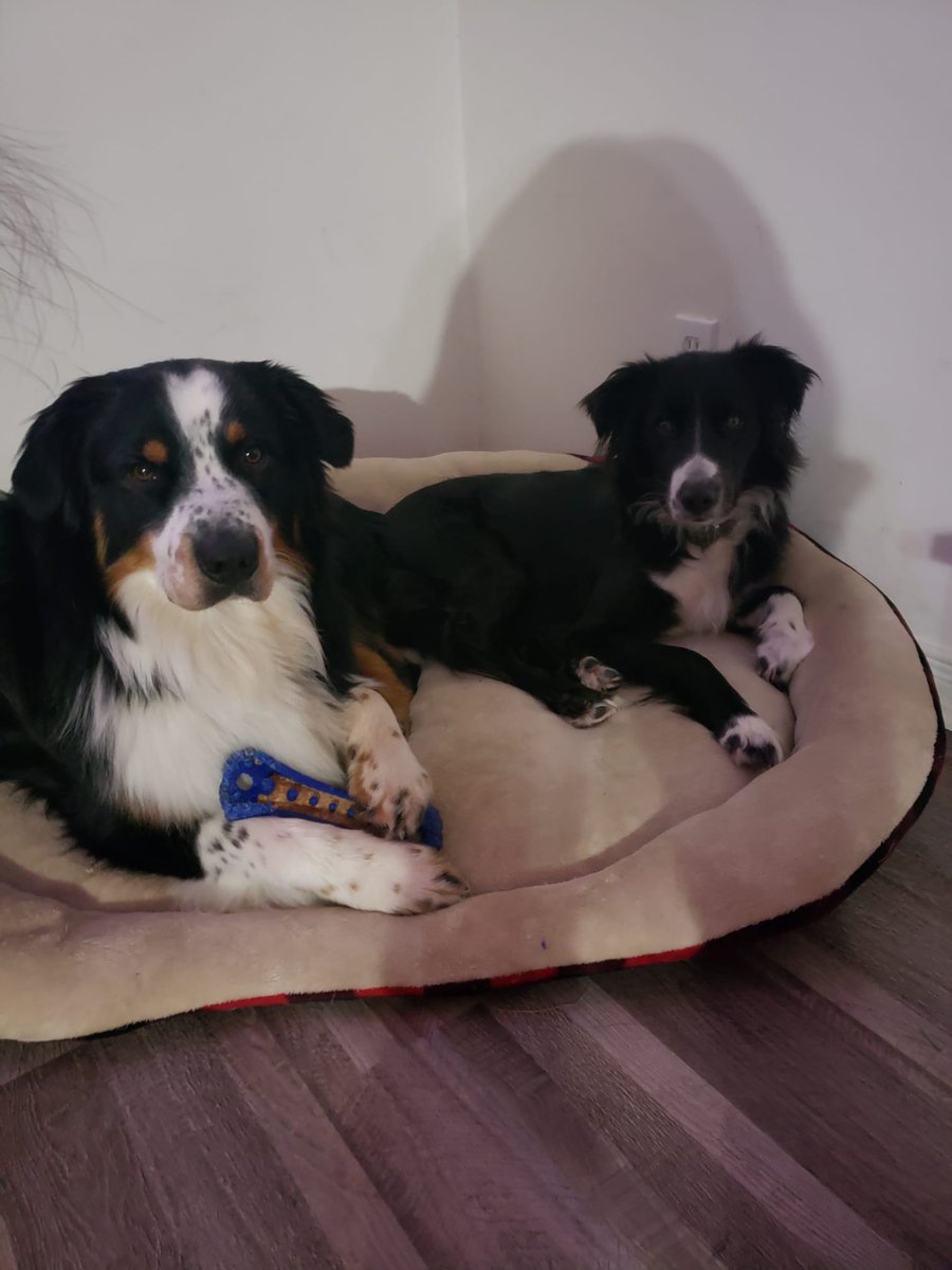 Well the pups seem to be loving the new year