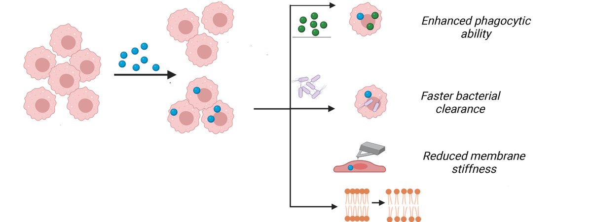 IISc Bangalore (@iiscbangalore) on Twitter photo When immune cells internalise synthetic 'cargo-free' nanoparticles, they can identify and destroy bacteria faster, research by <a href="/sidjhun/">Jhunjhunwala Lab</a> @BSSE_IISc shows.
iisc.ac.in/harnessing-the…
#IIScresearch When immune cells internalise synthetic 'cargo-free' nanoparticles, they can identify and destroy bacteria faster, research by <a href="/sidjhun/">Jhunjhunwala Lab</a> @BSSE_IISc shows.
iisc.ac.in/harnessing-the…
#IIScresearch
