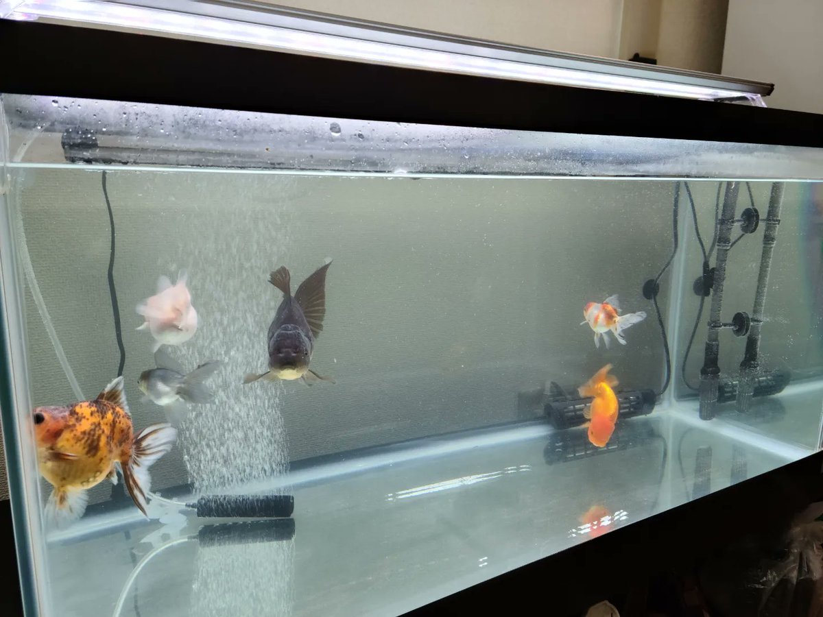 Kingyo_BENI's tweet image. 外部フィルター買ってみました✨
 #kotobuki
 #POWERBOX
 #SV550X