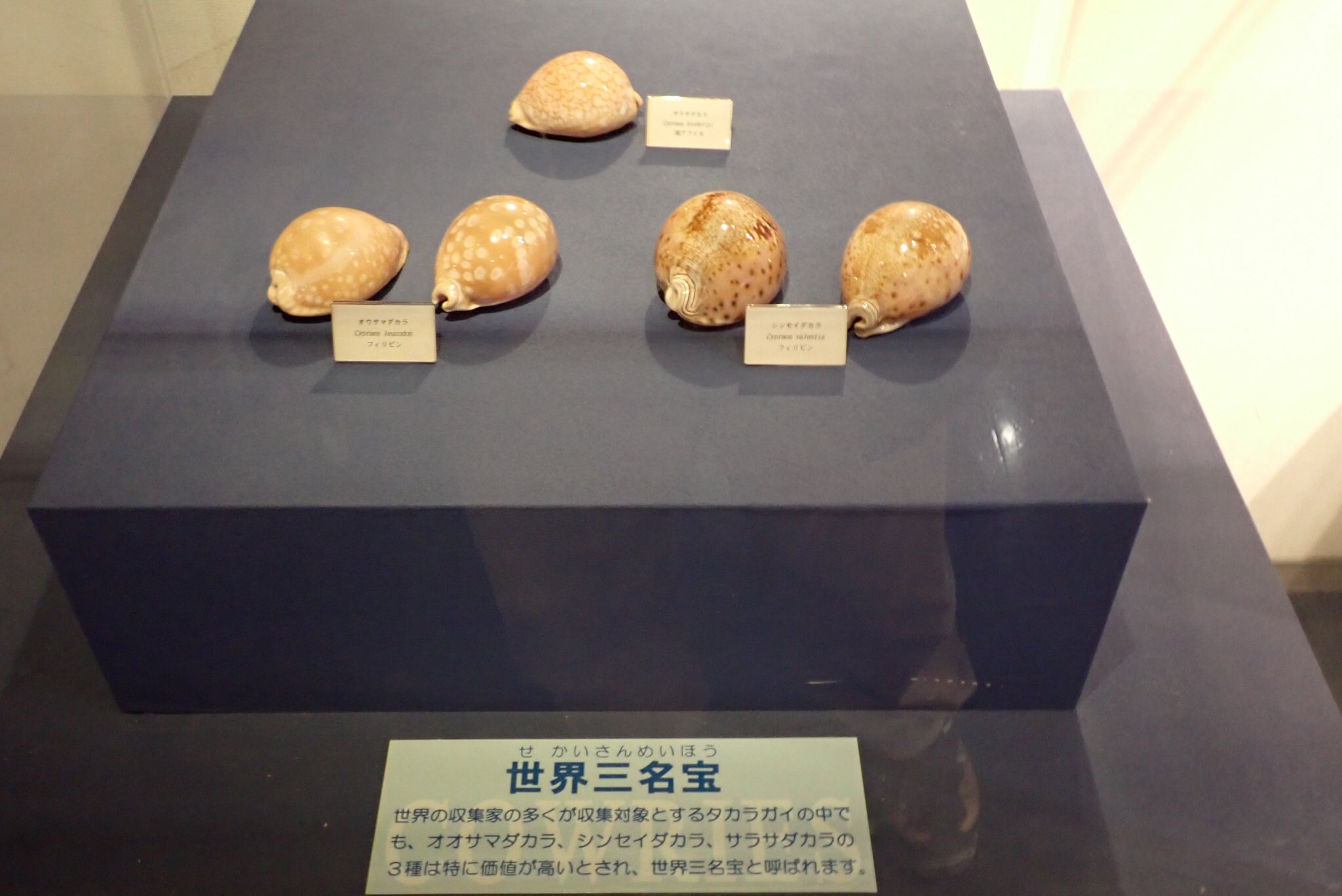 貝殻標本、タカラガイー52 貝殻標本、タカラガイー52
