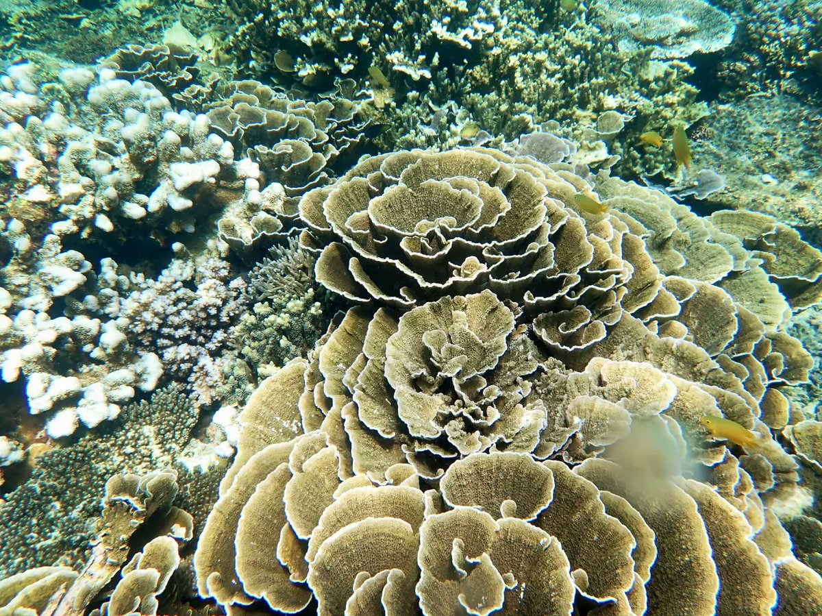 seawomenofmela1's tweet photo. The Kimbe @seawomenofmela1 team getting the job done, with 540 reef survey images collected along a 10km transect in Stetin Bay last week to assess bleaching severity in the Bismarck Sea biodiversity hotspot.
https://t.co/1A93tg6Zp6
#seawomenofmelanesia 
#papuanewguinea https://t.co/biUieNfKom