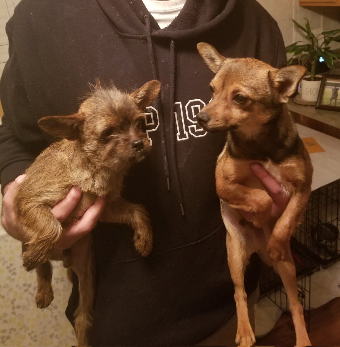 MarleyMud's tweet photo. Finished up and brought  in the #newyear with 30 #RescueDogs on #RescueTransport. That brought us to a grand total of 1757 #rescues transported in 2022! We absolutely couldn't have done it without all the people giving these #furbabies #fureverhomes! #AdoptDontShop https://t.co/DcRgTJITfU