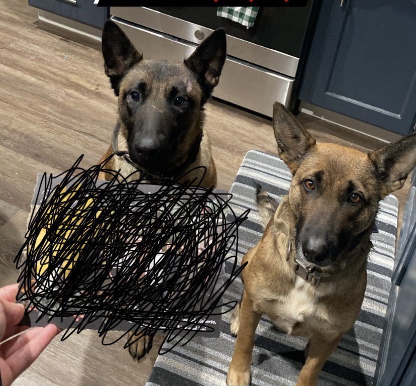 Lost dog in Salinas (Creekbridge area) missing our dog on the left (Mena) she was last seen on Rockport way. If anyone has any information please contact 831-710-5450 or 831-261-1127