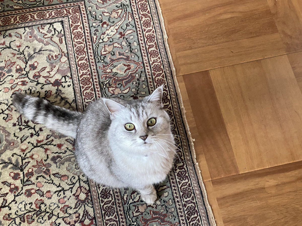 m800402's tweet photo. 実家で猫と戯れてる
#cat
#gatto
#猫
#15歳 https://t.co/rOez8IzImx