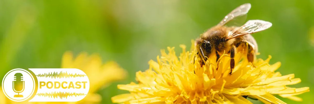 Cynthia Kefaloukos talks about keeping bees healthy in your garden in the latest ‘The Good, The Bad, and the Bug-ly’ episode. Listen 🎧 here buff.ly/3d0LWld