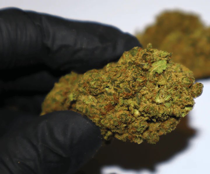graded_green's tweet photo. New drop for 2023 🔥🔥 Gelato Cake #CBD flower 🧁🍨 https://t.co/bBovXO4nto https://t.co/z4ajqAFvYP