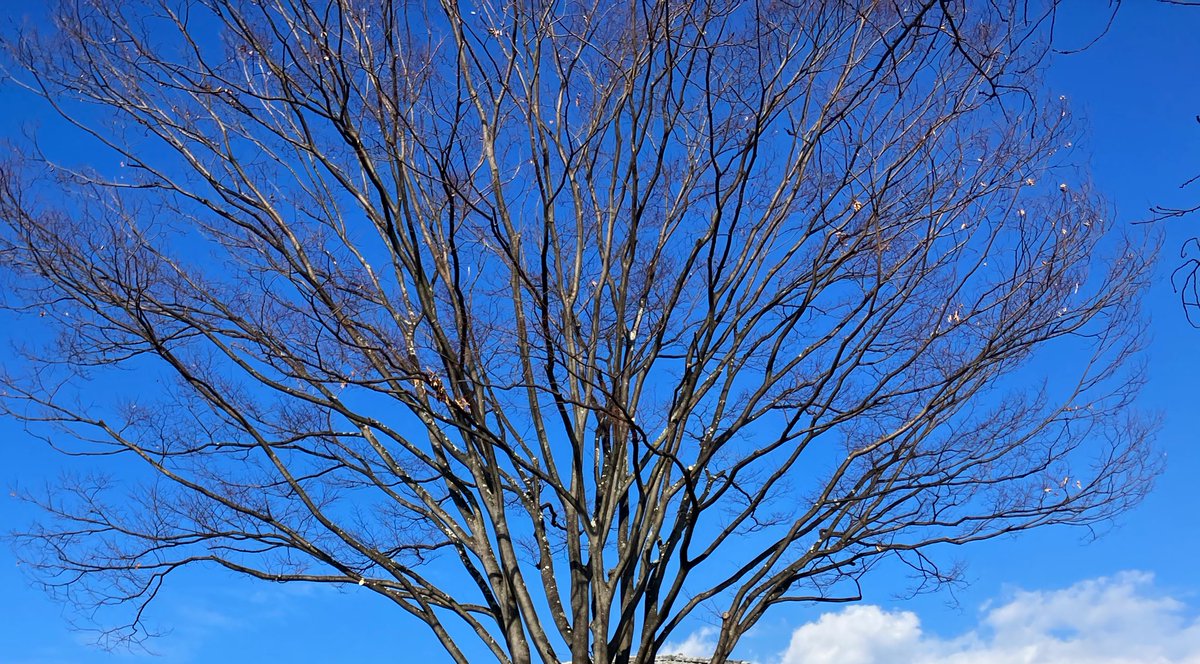 sky no humans blue sky tree scenery outdoors cloud  illustration images