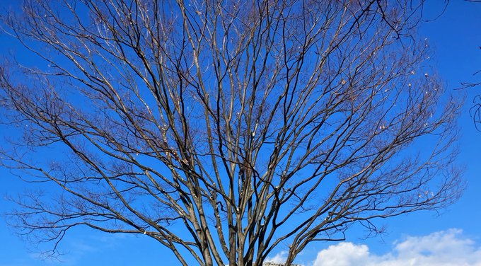 年末年始は良い天気が続いて良かった!寒くないし過ごしやすい!こんなに青い空は気持ち良すぎます! 
