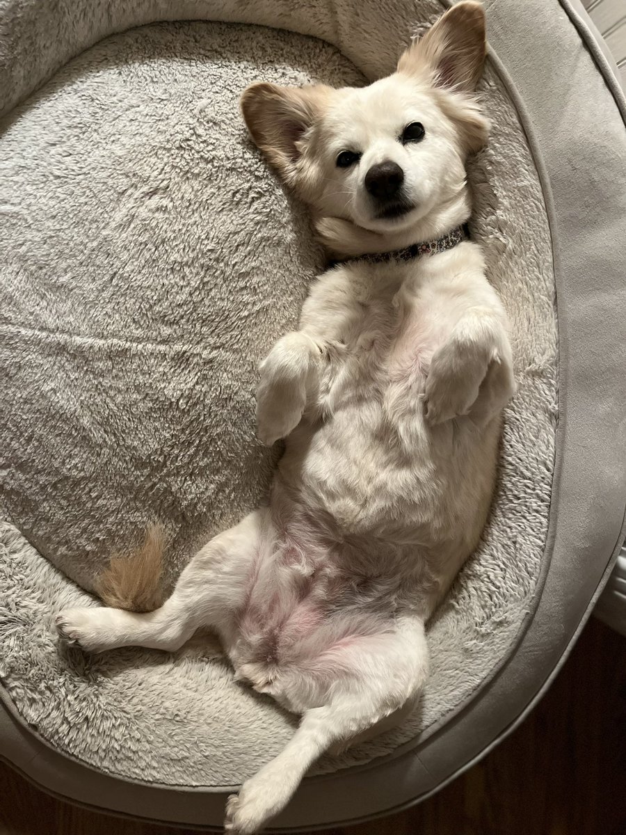 Kate_inNJ's tweet photo. Who wants to help me get over #1kFollows #ShamelessAsk #AtLeastMyDogIsCute https://t.co/ohiIbVNaXN