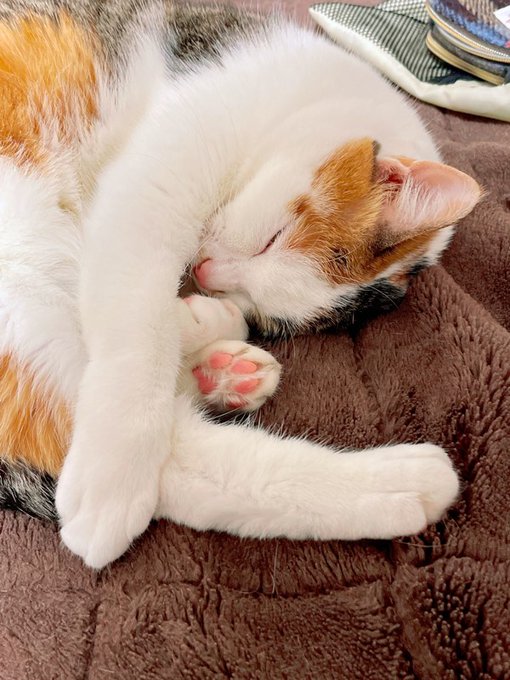 ねこちゃんたち毎日とてつもなくかわいいです。 