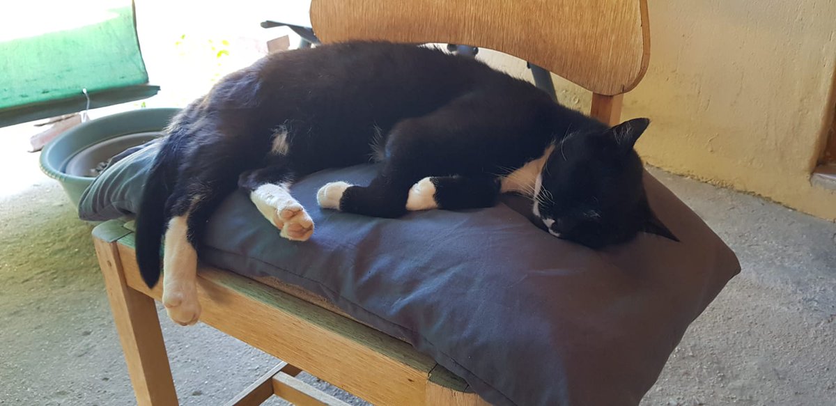 Isabel53813257's tweet photo. @Fiddle_Pub_Cat Happy New Year @Fiddle_Pub_Cat! Also snoozing... very hot here in the southern hemisphere... https://t.co/Oqa2uB71gQ