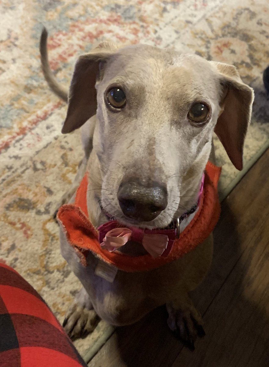 gracie wags tweet media