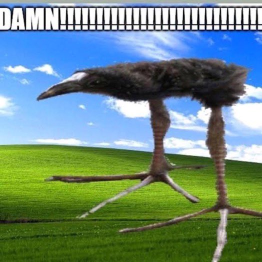 reactions on X: wide bird long legs on default windows wallpaper