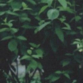 🪴 hello, i’m sae!!
      doing this again bc break is over :((
      looking for study buddies ! ♡

🪴 about me:
      ‘06 · she/they • intj
       shs 11 ; ABM
       eng / filo 
       carrd on profile

♡ / ↻ if u wanna be mutuals !!
#studytwt #studytwtph #studyspo