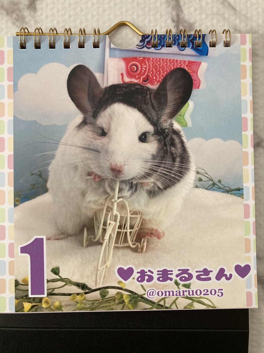 omaru0205's tweet photo. @mopiemon0514 
チンチラカレンダー届きました🐭♡
チャリンコおまるさん🚲︎ ̖́-
可愛いチンチラちゃんたちが
いっぱい集まってて最高🥹❤️❤️ https://t.co/0BE5fVVJkw