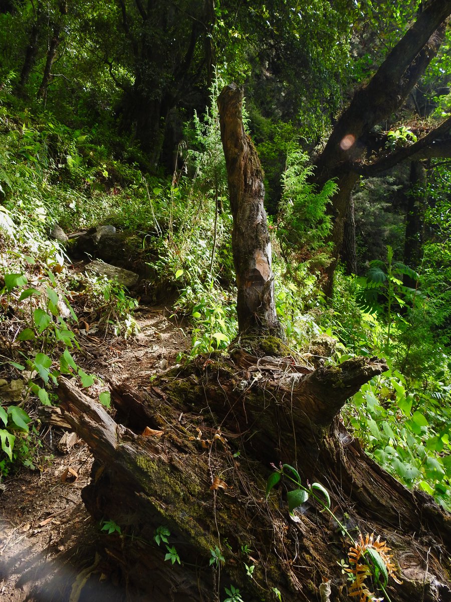jwhirales's tweet photo. Light and color / Luz y color #hiking #trekking #sendereando #bosque #light #luz #path #sendero #verde #green #trees #arboles #morelos #mexico https://t.co/CweuUakN7j