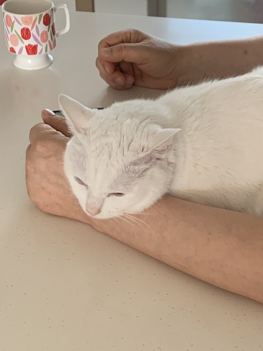 아빠의 핸드폰을 방해하는 고양이