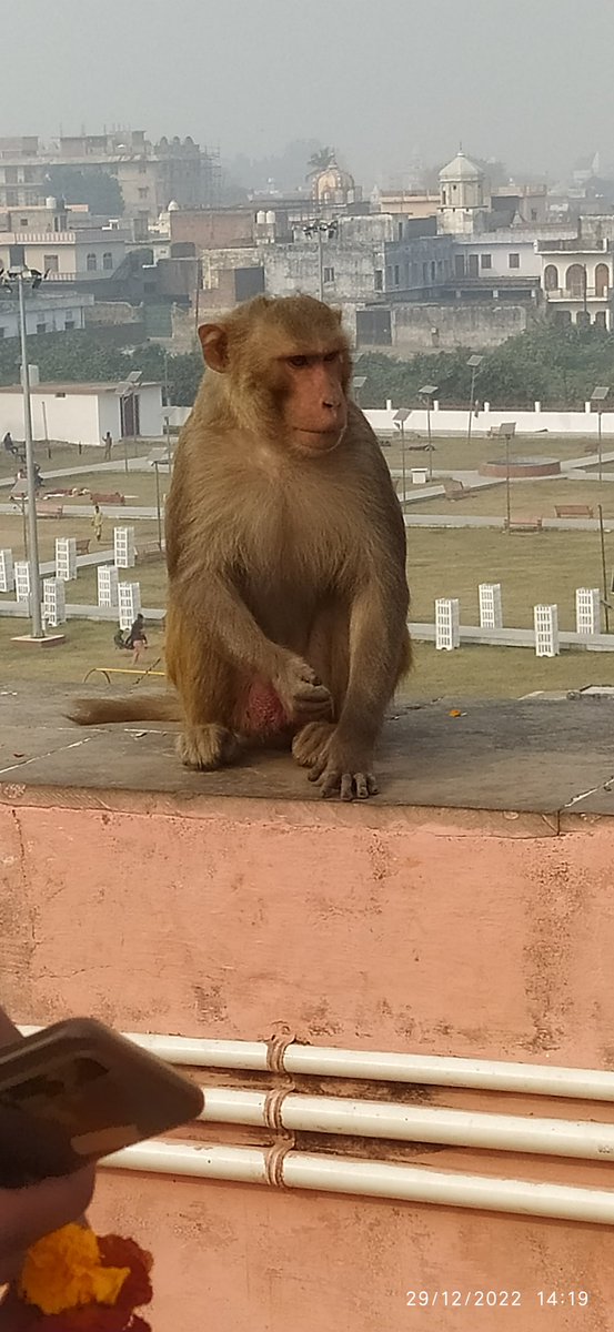 Verma1Kapil's tweet photo. Jai bajrangbali ki https://t.co/co0gHIKKaE