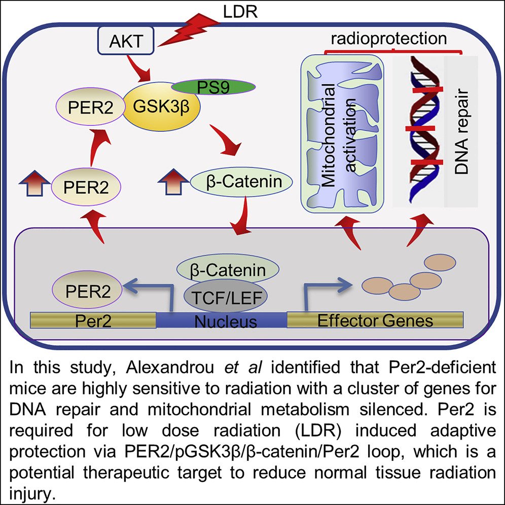 heniek_htw's tweet photo. We demonstrate that #radiosensitivity is increased in mice with the deficient PER2 (Period #Circadian Regulator 2) due to impaired DNA repair &amp; #mitochondrial function in progenitor bone marrow hematopoietic stem cells and monocytes

👇
https://t.co/RyKUiw5qIh https://t.co/3EXdlqY7si