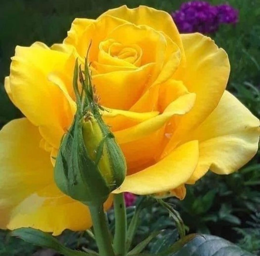 در ره منزل لیلی که خطر هاست در آن  

شرط اول قدم آن است که مجنون باشی