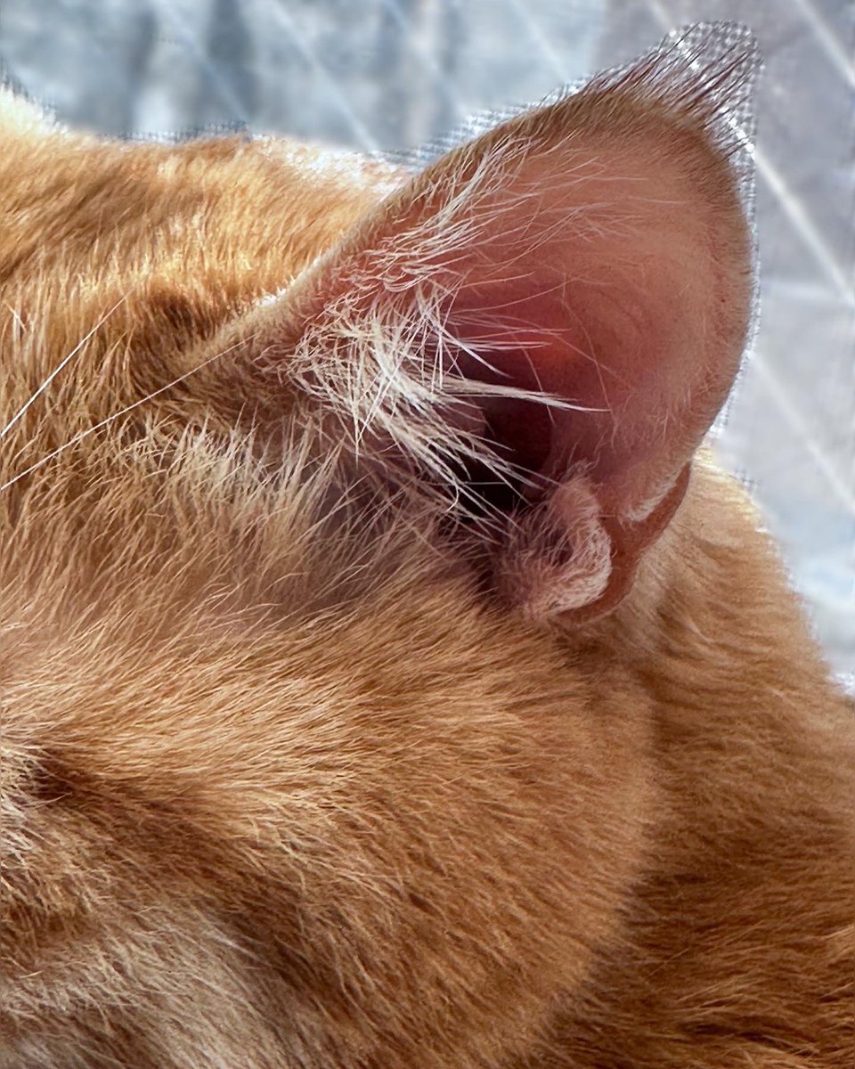 piro282's tweet photo. 猫の耳掃除どうしてますか？【前提　見えない奥は触らない】わが家は①綿棒にティッシュを巻き、ティッシュにナチュラル重曹を少しつけて、指先で温めてから耳を優しくこすります（グルグル言って喜びます）…
#保護猫 #茶トラ #猫好きさんと繋がりたい #猫 #ねこ #cat #cats #動物 #HABA #スクワラン https://t.co/rJauuvU7Re