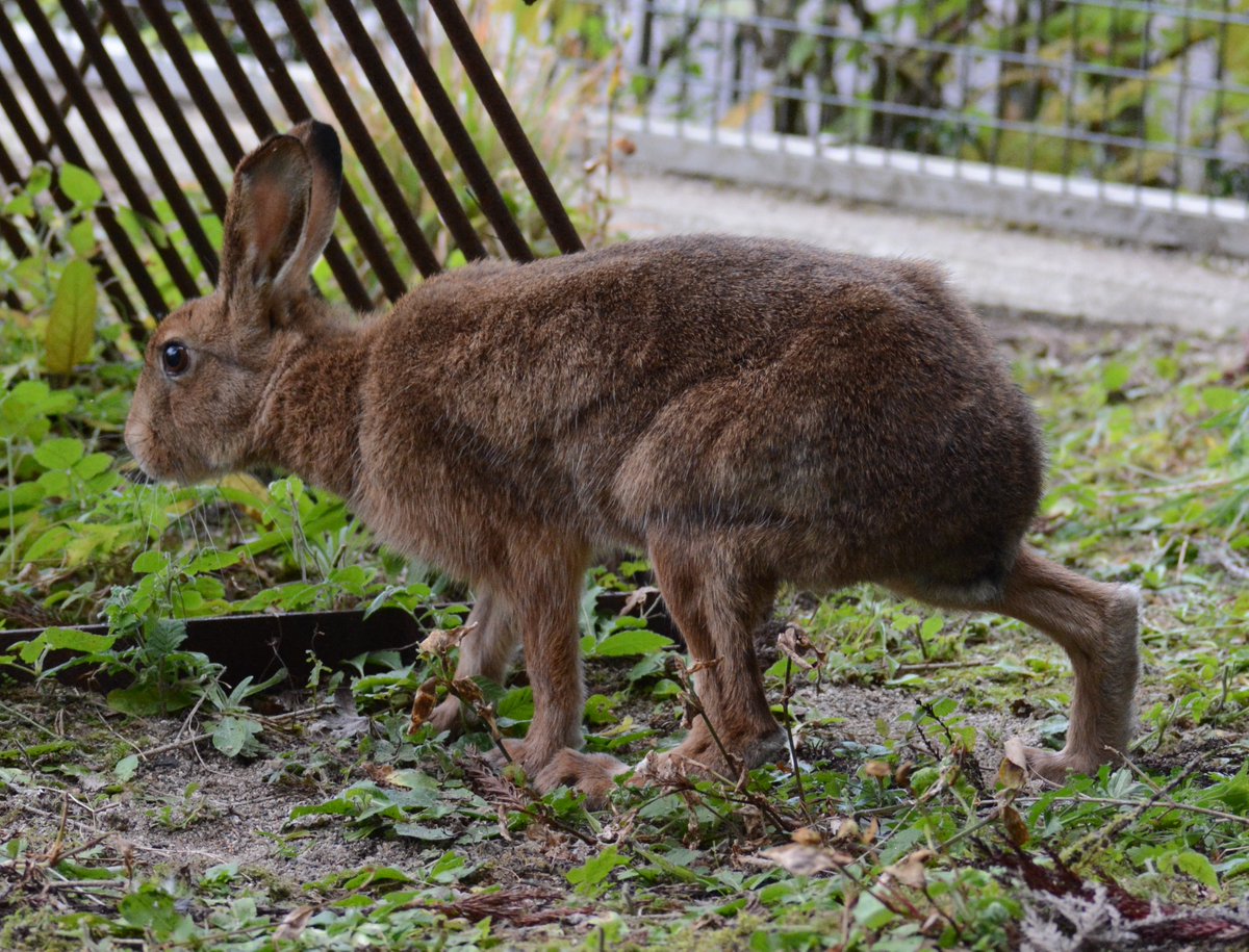 今年は卯年！ ということで、ニホンノウサギの2頭の写真もお届けします