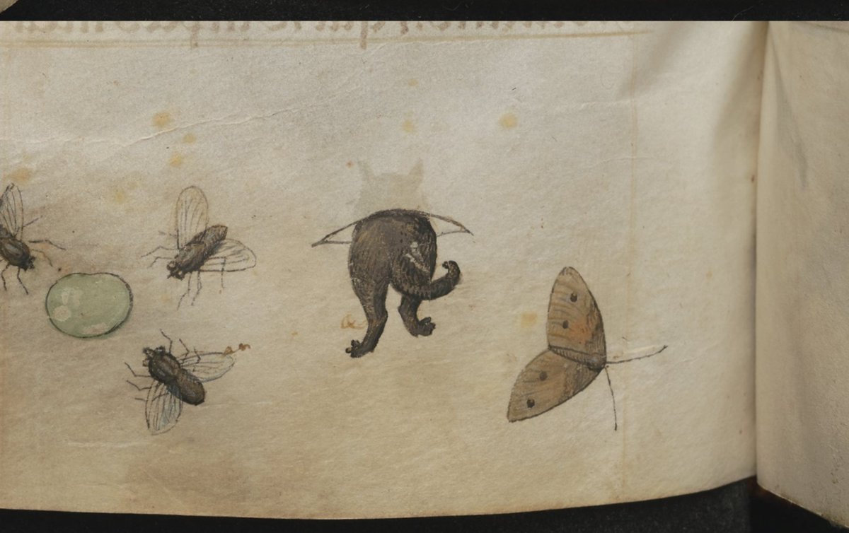 Looks like this little medieval creature has just discovered a literary cat-flap. This front &amp; back view of the page is said to be from a 1485 Book of Hours, held in the National Museum in Krakow, Poland