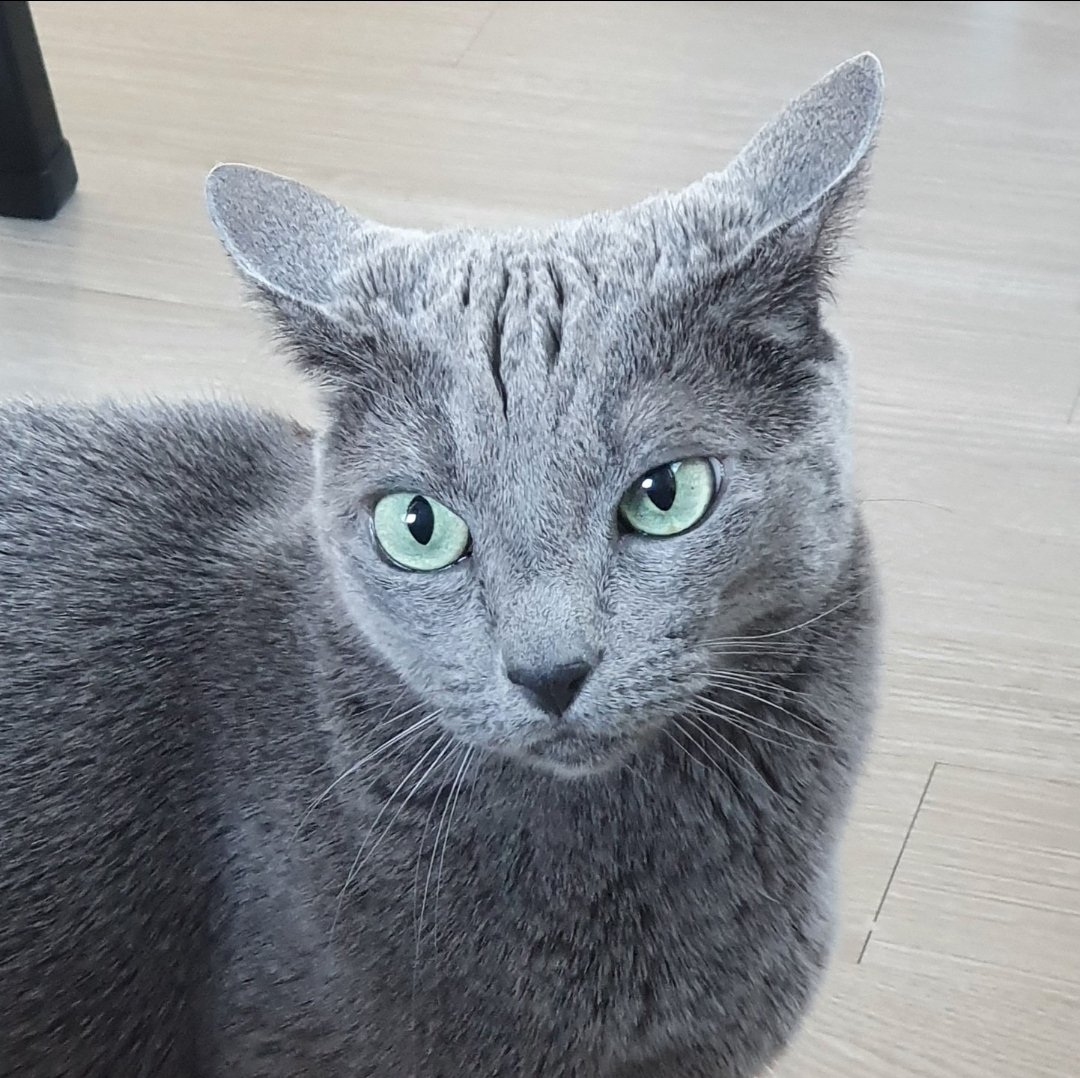 Cat_punch02's tweet photo. 색감이 예뻐서 https://t.co/mQCDoSj5Bn