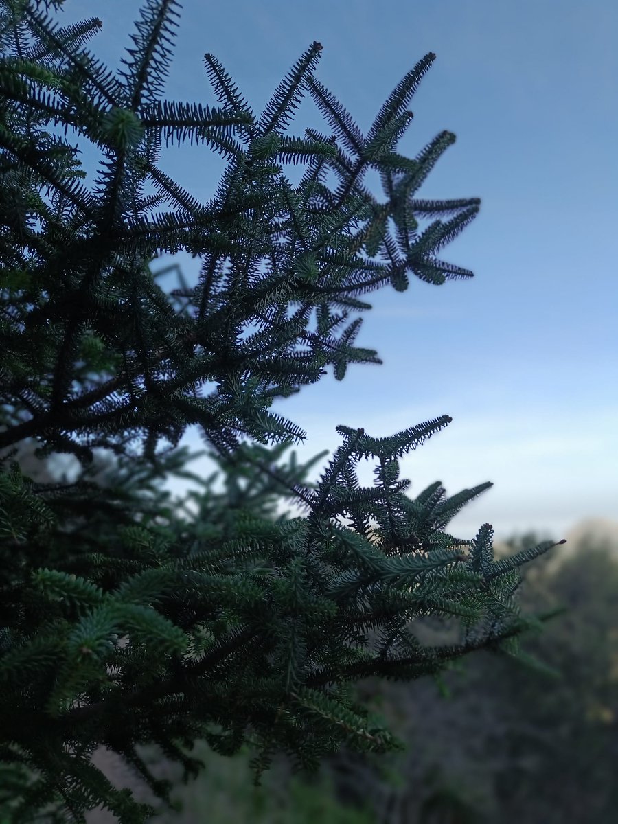 VicColden's tweet photo. Más verde, más oscuro, más azul.
#pinsapos
#pinsapar
#Grazalema
#Benamahoma
#bosques
#montaña
#caminos
#senderismo
#montañismo https://t.co/pb107DgCwY
