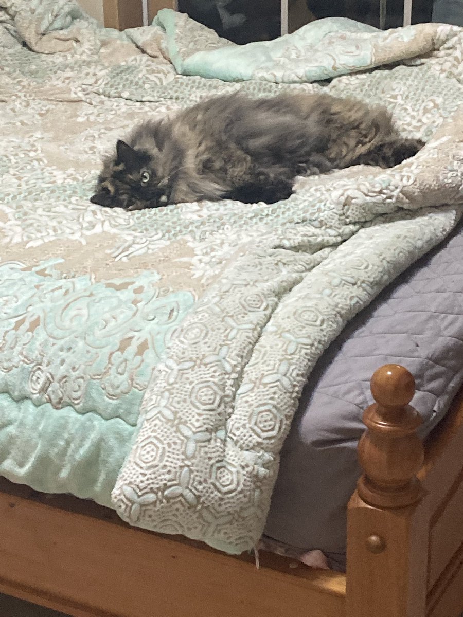 early_Ury's tweet photo. 울 고양이 누워있다. https://t.co/kL99h6zOAX